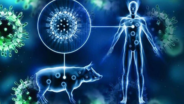 Những điều cần biết về chủng cúm lợn trên người vừa phát hiện ở Anh