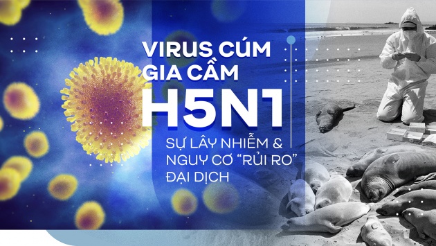 Virus cúm gia cầm H5N1, sự lây nhiễm và nguy cơ “rủi ro” đại dịch