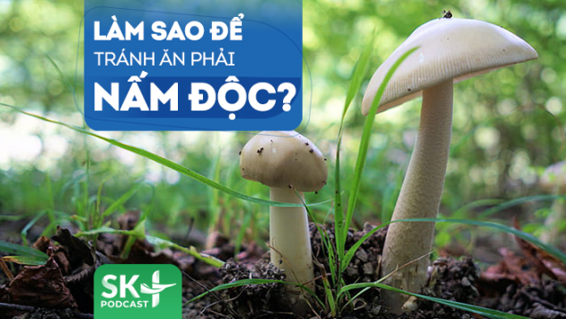 Podcast: Làm sao để tránh ăn phải nấm độc?