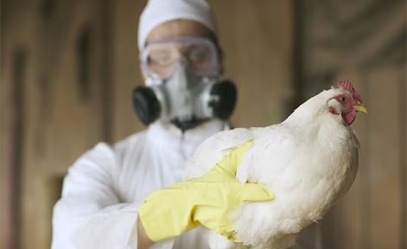 Giới khoa học lo ngại virus H5N1 đột biến, có dấu hiệu thích nghi với người