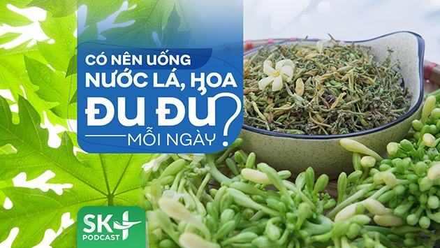 Podcast: Có nên uống nước lá, hoa đu đủ mỗi ngày?