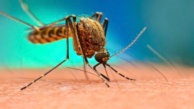 WHO cảnh báo nguy cơ lây lan virus Chikungunya