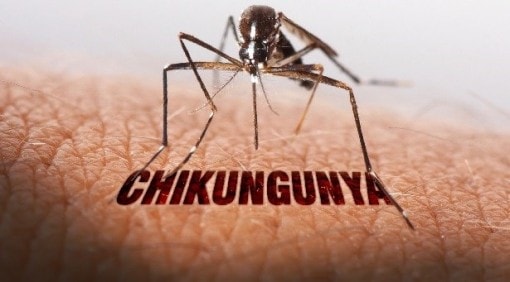 Dịch Chikungunya tăng mạnh ở nhiều nước, Việt Nam nguy cơ cao bị xâm nhập