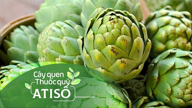 Cây quen, thuốc quý: Atiso!