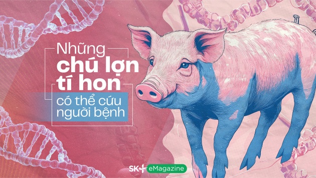 Những chú lợn tí hon có thể cứu người bệnh