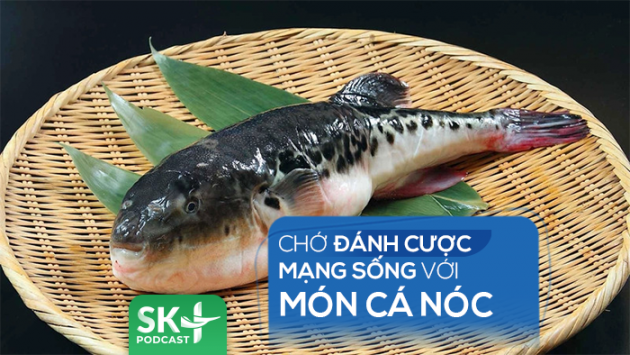 Podcast: Chớ đánh cược mạng sống với món cá nóc
