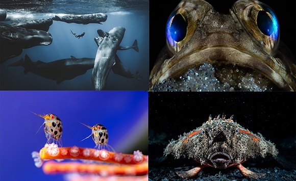 Ngắm ảnh 'đại dương sâu thẳm' đẹp nhất năm 2025