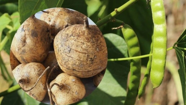 6 người nhập viện do ngộ độc sau ăn hạt củ đậu, Bộ Y tế vào cuộc điều tra