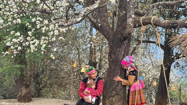 Infographic: Ngọc Chiến - Nậm Nghẹp mùa hoa sơn tra!