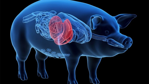 Gan lợn biến đổi gene: Giải pháp cho bệnh nhân suy gan chờ ghép tạng?