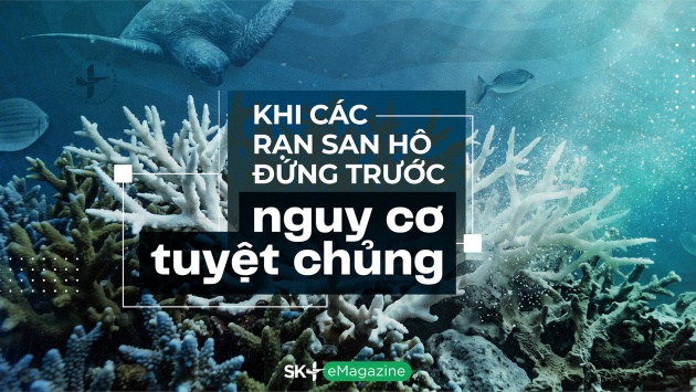 Khi các rạn san hô đứng trước nguy cơ tuyệt chủng
