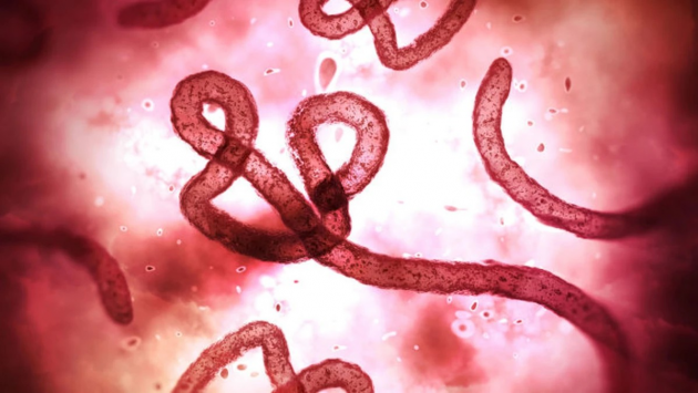 Dịch Ebola diễn biến phức tạp ở Châu Phi, Bộ Y tế họp khẩn