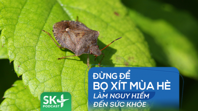Podcast: Đừng để bọ xít mùa Hè làm nguy hiểm đến sức khỏe