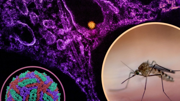 Dịch virus Tây sông Nile bùng phát ở Châu Âu, WHO cảnh báo