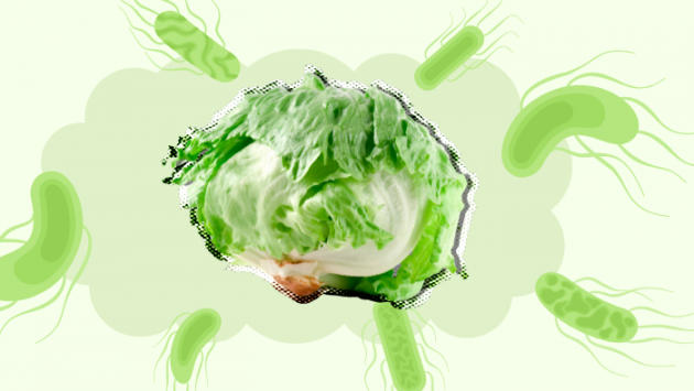 Bùng phát dịch Cyclospora ở Mỹ và bài học về an toàn thực phẩm từ cây xà lách