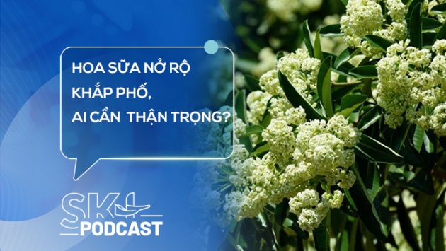 Podcast: Hoa sữa nở rộ khắp phố, những ai cần cẩn trọng?