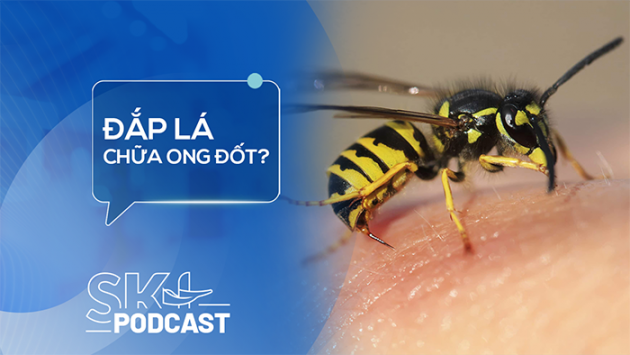 Podcast: Bị ong đốt có nên đắp lá?