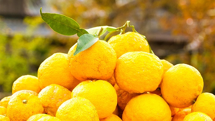 Yuzu – loại cam vàng siêu đắt đặc sản Nhật Bản – Sức khỏe