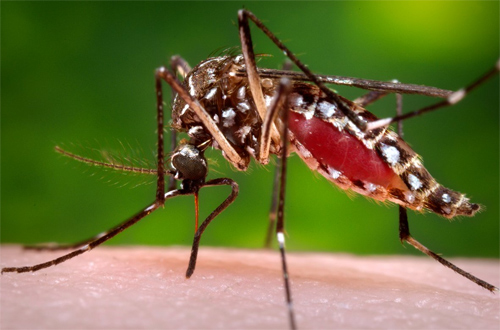 Muỗi Aedes aegypti -Thủ phạm truyền bệnh Sốt xuất huyết Dengue