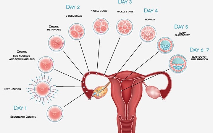 8 dấu hiệu phôi làm tổ trong tử cung: Dấu hiệu mang thai sớm nhất